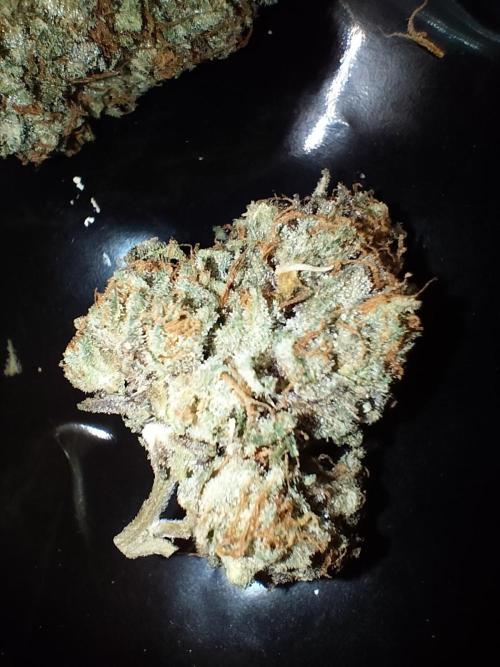 Orange Bud 2.0. Week 15