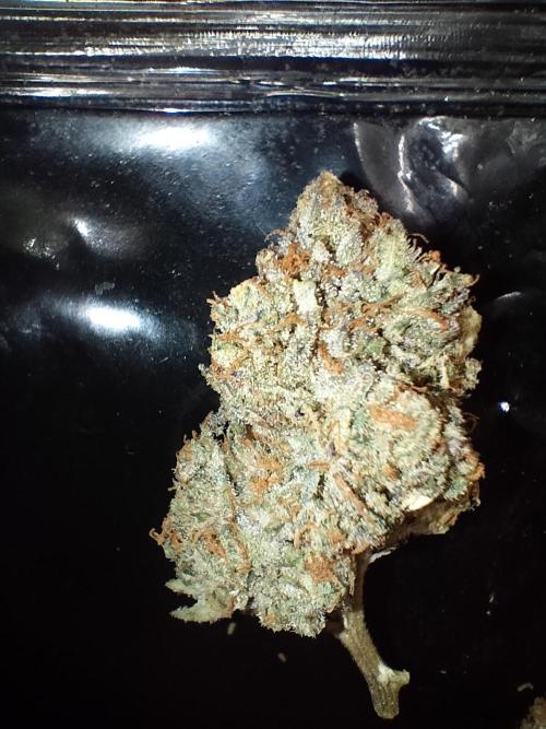 Orange Bud 2.0. Week 15