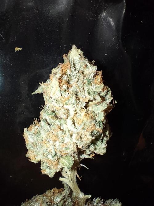 Orange Bud 2.0. Week 15