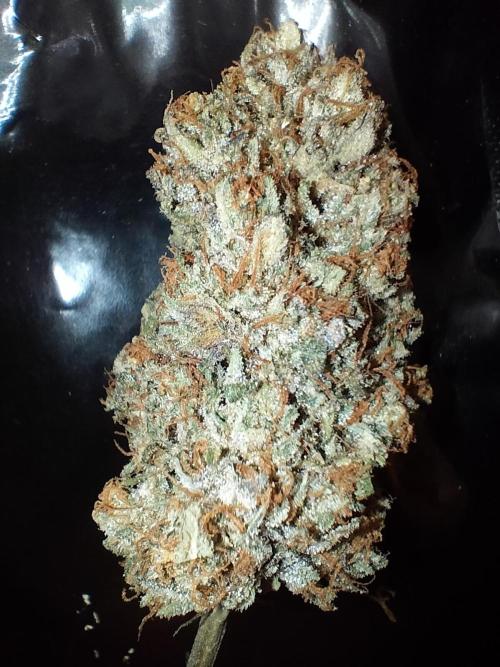 Orange Bud 2.0. Week 15