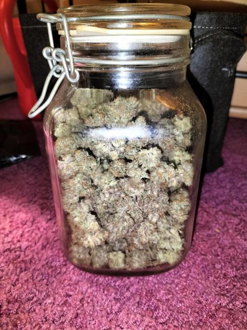 Orange Bud 2.0. Week 15