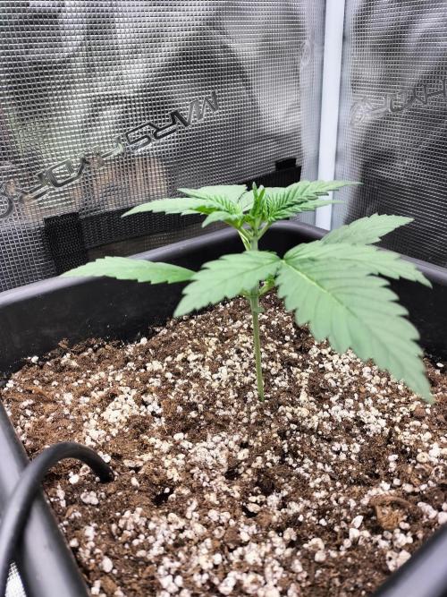 Blackberry Auto #2. Week 2