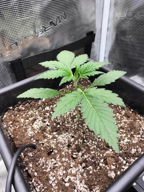 Blackberry Auto #2. Week 2