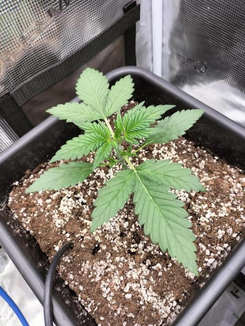 Blackberry Auto #2. Week 2