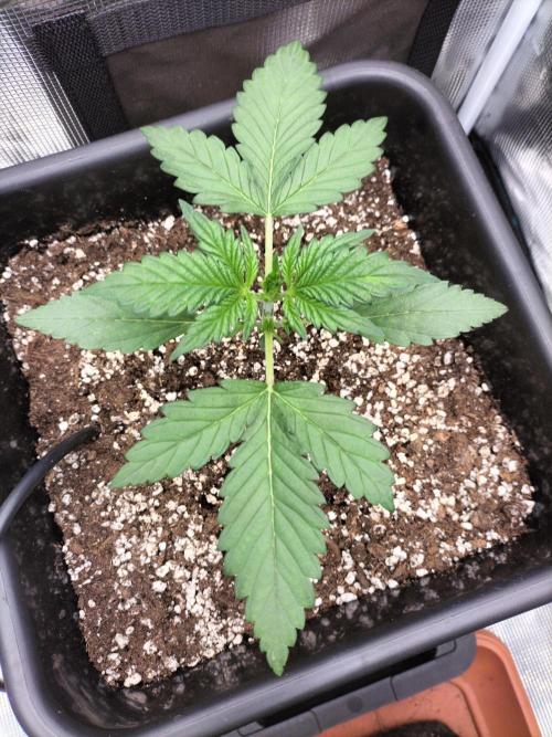 Blackberry Auto #2. Week 2