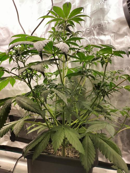 Strawberry Gorilla Auto. Week 6