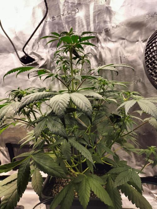 Strawberry Gorilla Auto. Week 6