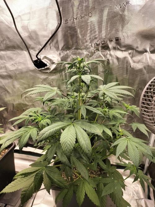 Strawberry Gorilla Auto. Week 6