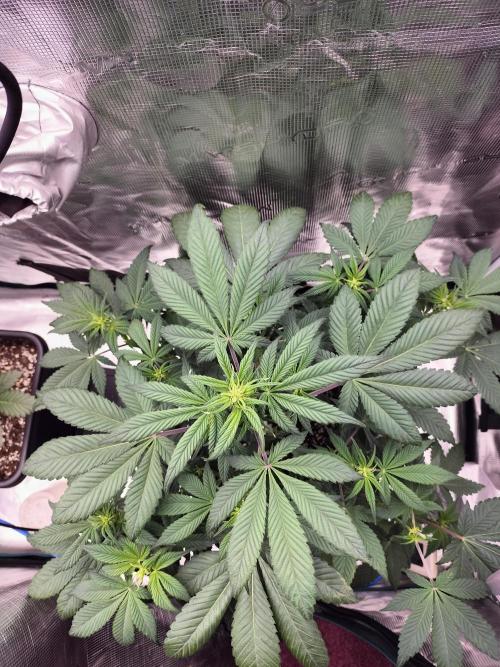 Strawberry Gorilla Auto. Week 6