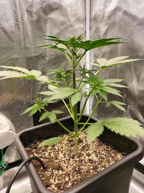 Blackberry Auto #2. Week 3