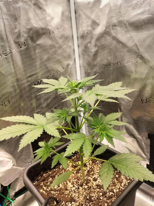 Blackberry Auto #2. Week 3