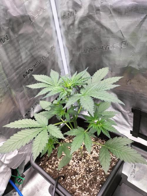 Blackberry Auto #2. Week 3