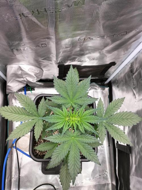 Blackberry Auto #2. Week 3