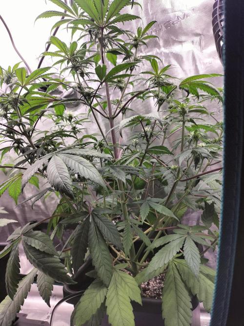 Strawberry Gorilla Auto. Week 7