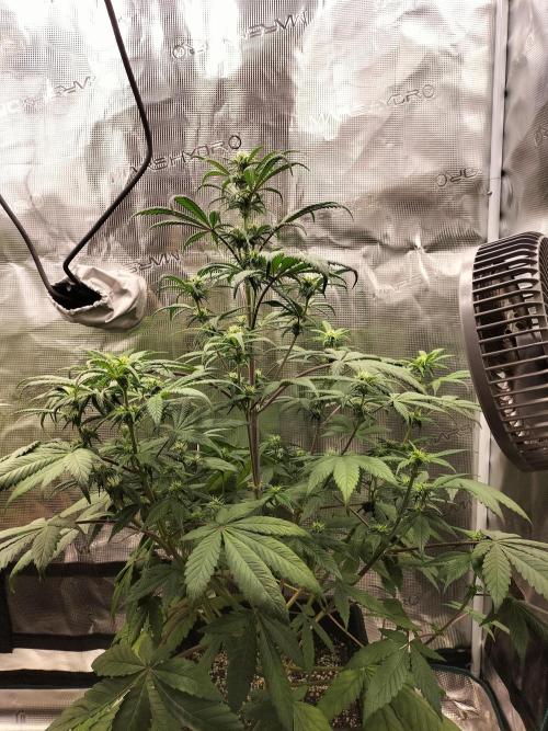 Strawberry Gorilla Auto. Week 7