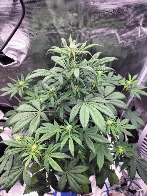 Strawberry Gorilla Auto. Week 7