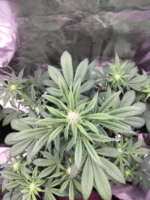 Strawberry Gorilla Auto. Week 7