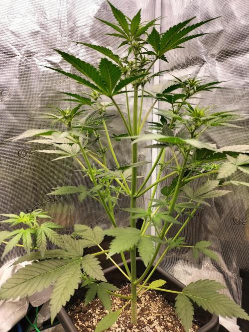 Blackberry Auto #2. Week 4