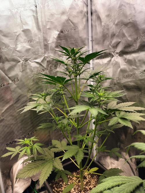 Blackberry Auto #2. Week 4