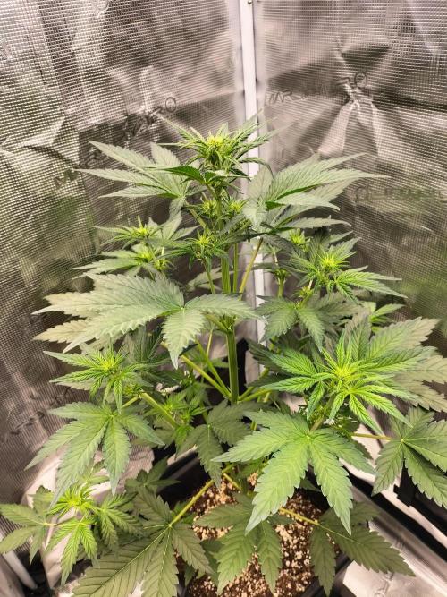 Blackberry Auto #2. Week 4