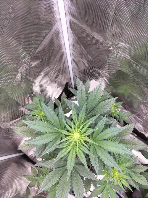 Blackberry Auto #2. Week 4