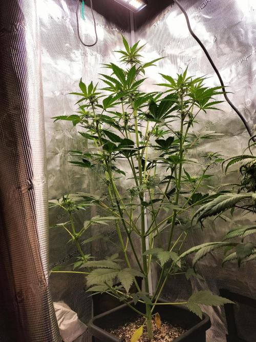 Blackberry Auto #2. Week 5