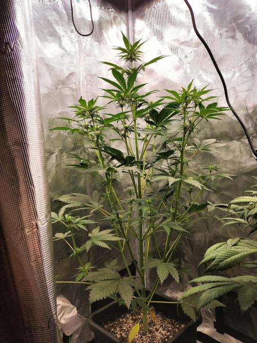 Blackberry Auto #2. Week 5