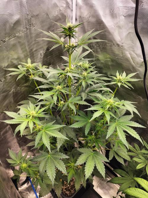 Blackberry Auto #2. Week 5