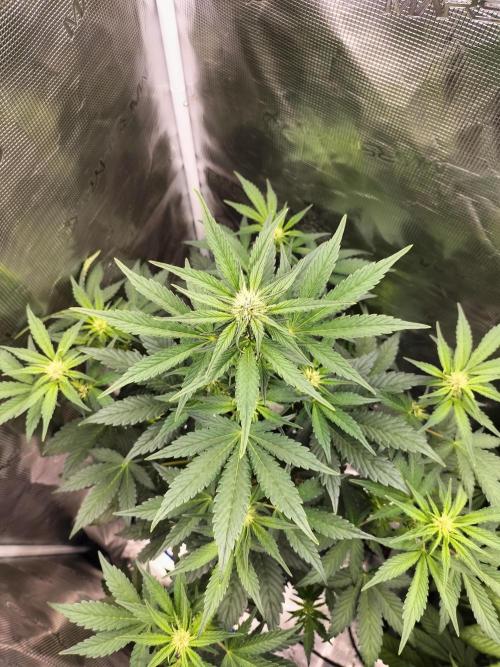 Blackberry Auto #2. Week 5