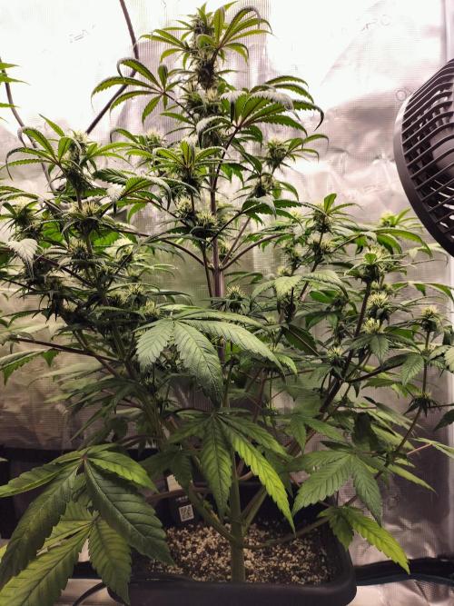 Strawberry Gorilla Auto. Week 8