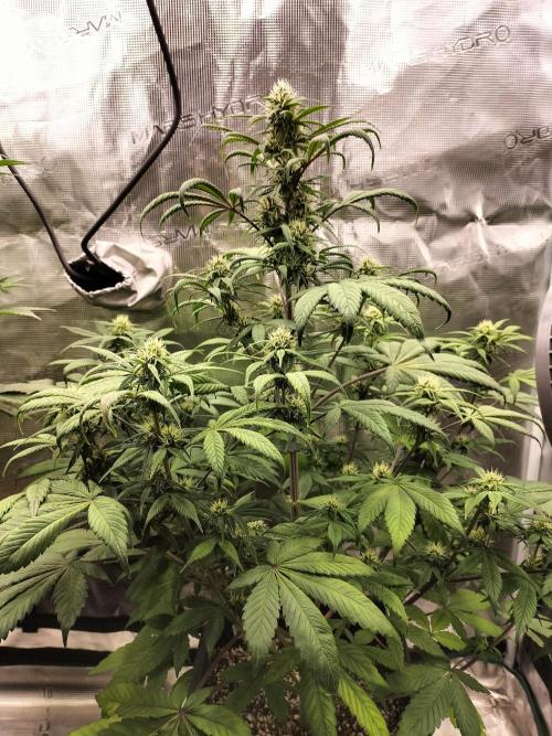 Strawberry Gorilla Auto. Week 8