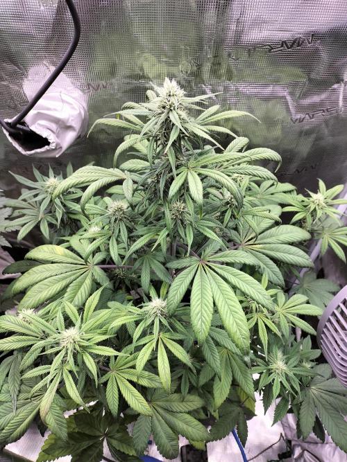 Strawberry Gorilla Auto. Week 8