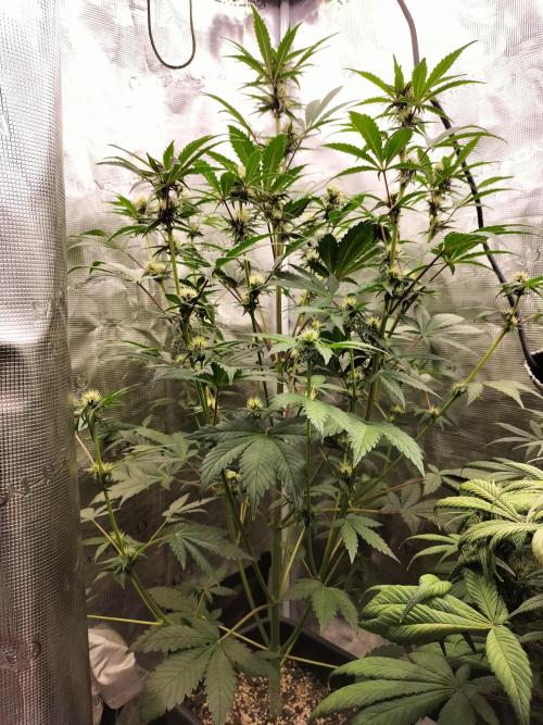 Blackberry Auto #2. Week 6