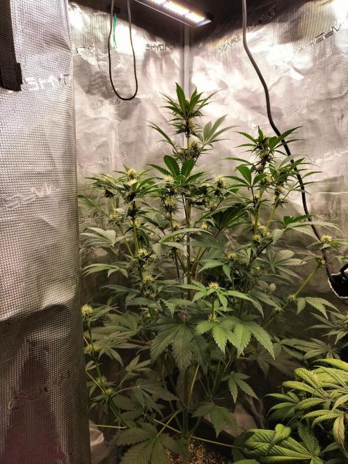 Blackberry Auto #2. Week 6