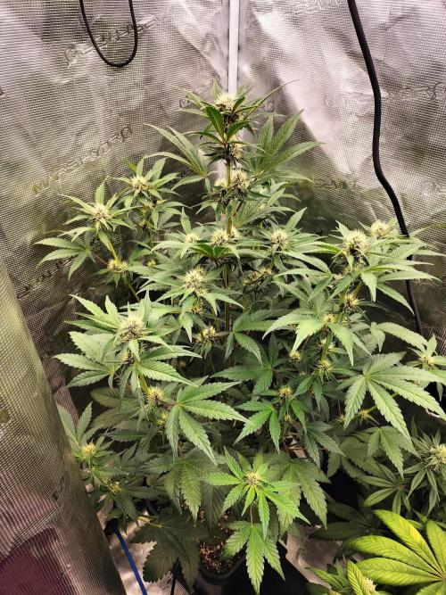 Blackberry Auto #2. Week 6