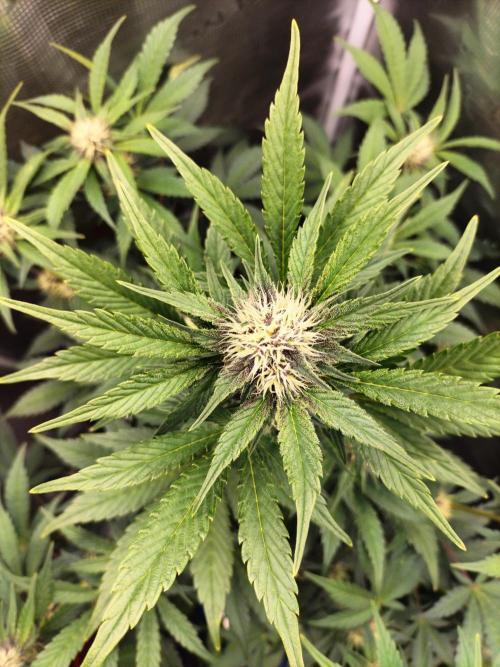 Blackberry Auto #2. Week 6