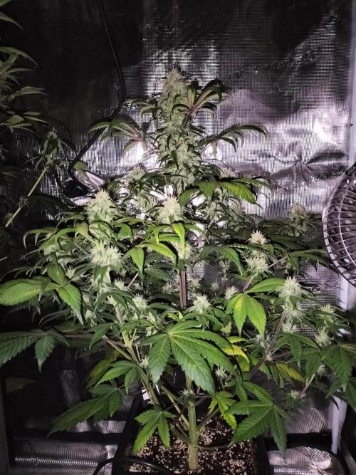 Strawberry Gorilla Auto. Week 9