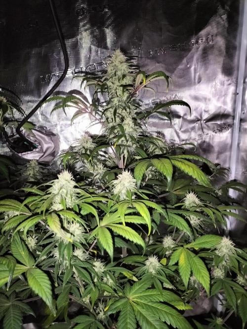 Strawberry Gorilla Auto. Week 9