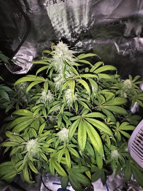 Strawberry Gorilla Auto. Week 9