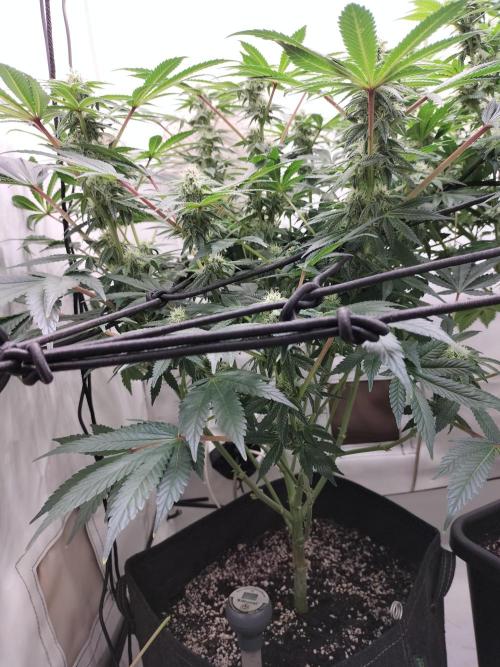 Kings Juice. Week 10