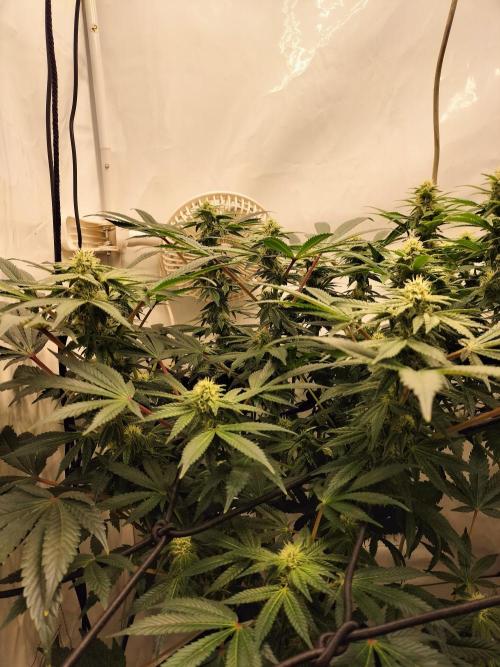 Kings Juice. Week 10