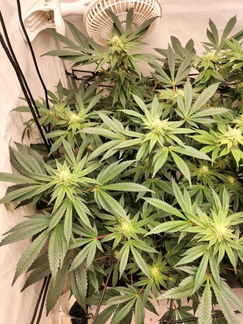 Kings Juice. Week 10