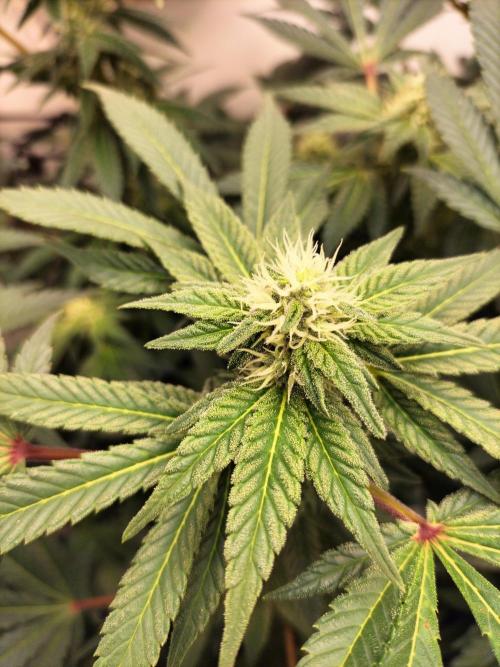 Kings Juice. Week 10