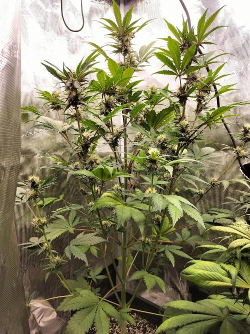 Blackberry Auto #2. Week 7