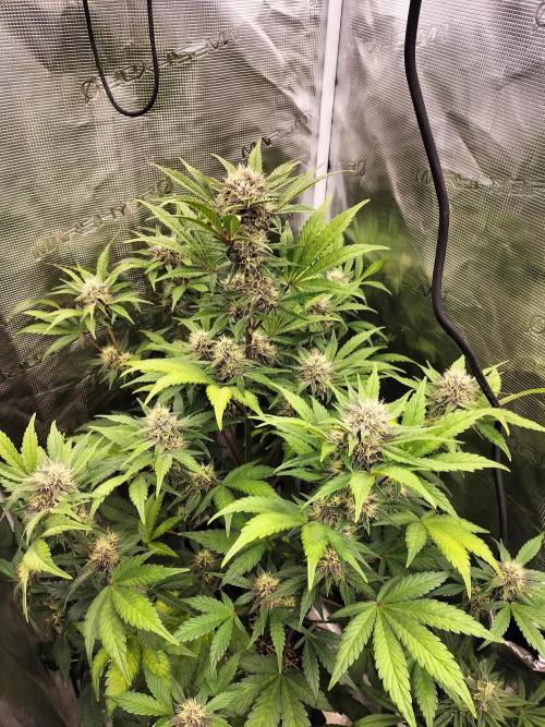 Blackberry Auto #2. Week 7