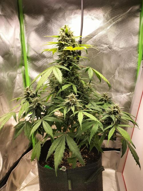 Jack Herer Auto. Week 10