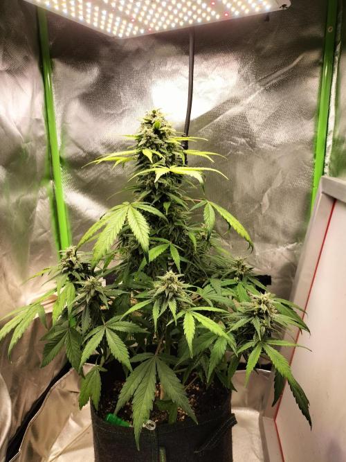 Jack Herer Auto. Week 10