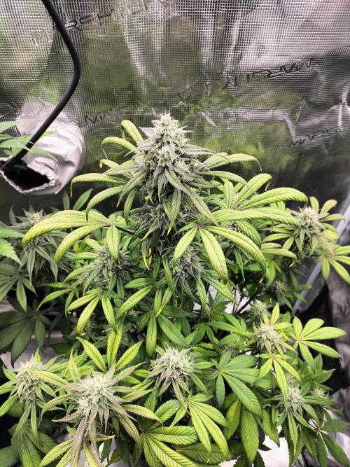 Strawberry Gorilla Auto. Week 10