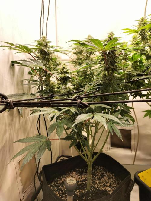 Kings Juice. Week 11