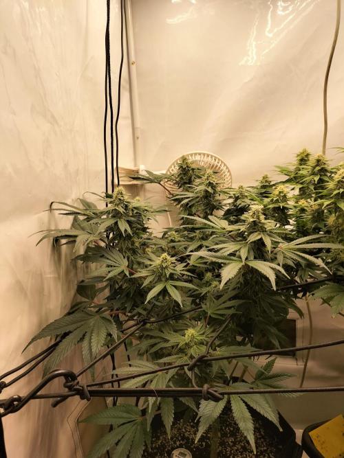 Kings Juice. Week 11